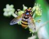 Volucella inanis